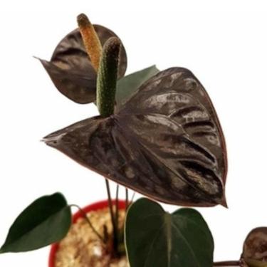 Imagem de Muda Mini Anturio Negro Jovem Florida Planta Natural No Vaso Exótica Rara