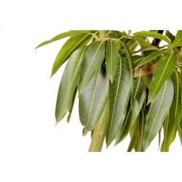 Imagem de Muda de Manga Uba Produzindo Altura de 1,0 m a 1,5 m - Plantas