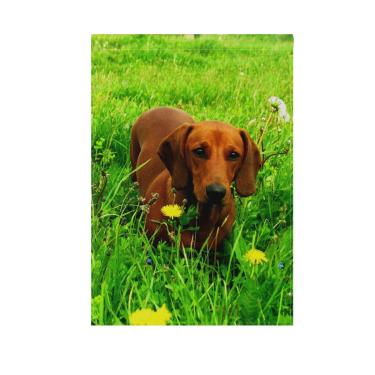 Imagem de Bandeira de jardim Hokkien BlueViper fofa sorridente preta chihuahua dupla face 30,48 x 45,72 cm, bandeiras de quintal, bandeiras decorativas pequenas de jardim, gramado ao ar livre e decoração de jardim