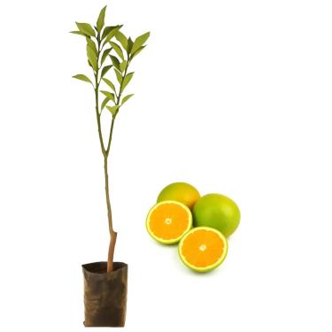 Imagem de Muda De Laranja Pera Rio Enxertada Frutífera Produtiva