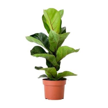 Imagem de Muda De Ficus Lira Lyrata Banbino Planta Para Sala Escritório E Área I