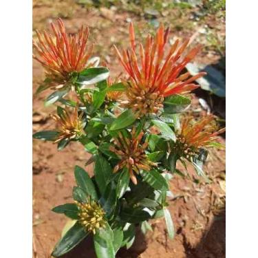 Imagem de Muda De Ixora Rei - Plantas