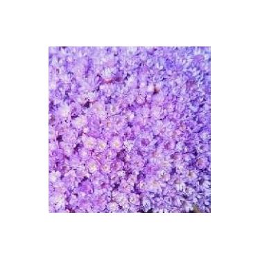 Imagem de Flor Sempre Viva Branca I Kit com ate 1.200 Flores Secas, Buquês, Decoração de Casamento e Eventos - Beleza Natural Eterna(Lilás,8buquês)