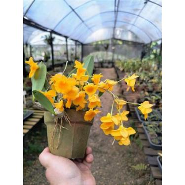 Imagem de Dendrobium Aggregatum - Orquídea Epífita de Flores Amarelas - Orquidár