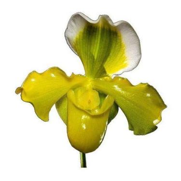 Imagem de Orquidea Sapatinho Gigante. Paphiopedilum Big Green! - no brand