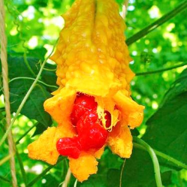 Imagem de Momordica charantia (Melão-de-são-caetano) - Sementes