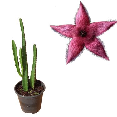 Imagem de Muda De Cacto Estrela Stapelia Astrophytum Planta Hirsuta