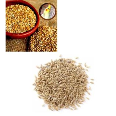 Imagem de Alpiste Polido Limpo Aves Pássaros Sementes Pacote 1, 3, e 5 Kg Limpa 