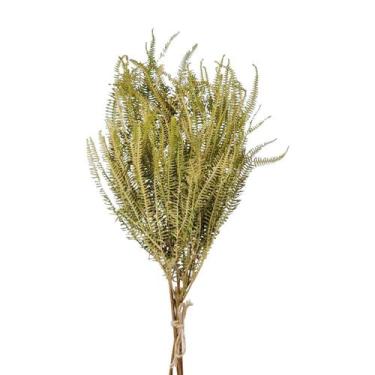 Imagem de Planta Desidratada Folhagem de Samambaia Natural - Conjunto com 05 Gal