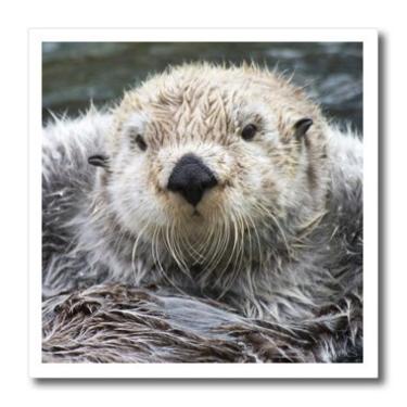 Imagem de 3dRose ht_45623_3 Lontra marítima flutuando com suas patas fora da água para manter o aquecimento de close-up. (Enhydra lutris)-transferência de calor de ferro, 25,4 x 25,4 cm, para material branco