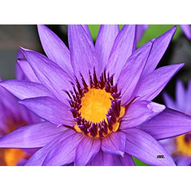 Imagem de Rogue River Tactical Flor roxa água lírio cozinha tábua de corte de vidro presente decorativo para mãe design floral