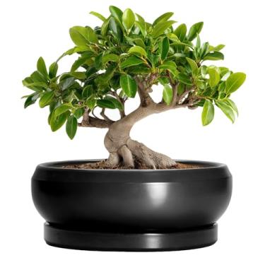 Imagem de EPFamily Vasos de bonsai de cerâmica, vaso de 25 cm com orifícios de drenagem e pires, preto fosco