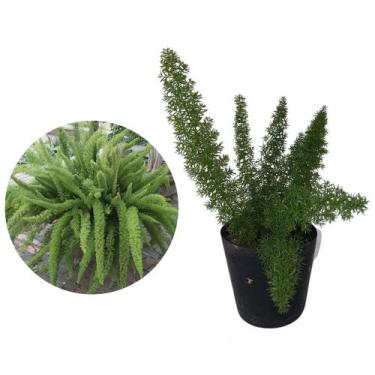 Imagem de Muda de Aspargo Rabo De Gato 20 a 40cm AMK - Plantas Online - AMK Jard