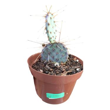 Imagem de Planta Suculenta Opuntia Violacea Cactos de Santa Rita, Vaso 11cm