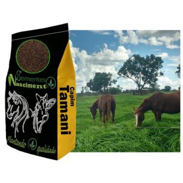 Imagem de 2kg Sementes de capim tamani excelente pastagem para caprinos/equinos/