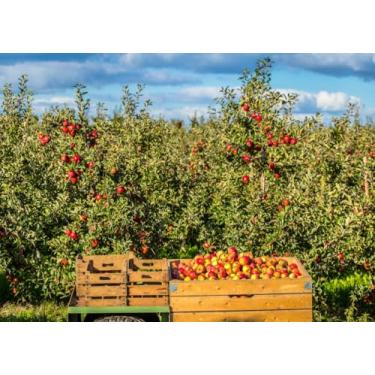 Imagem de Fmarui Pano de fundo de pomar de maçã outono fazenda colheita fotografia fundos de Ação de Graças Fazenda Eventos Decorações de cabine de fotos adereços 7x5ft