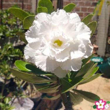 Imagem de Rosa do deserto branca Ts305 - Dm Rosa do deserto