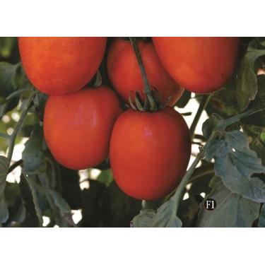 Imagem de Tomate Adriel Hibrido - 12mg / 10 Sementes - Feltrin