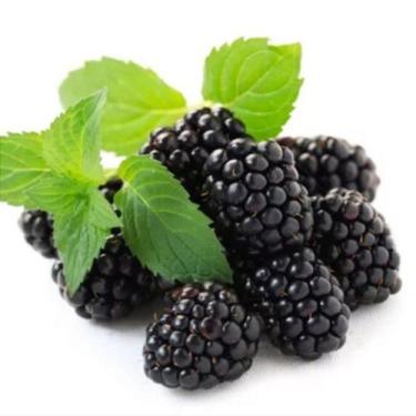 Imagem de Muda Amora sem Espinho Rubus Inermis Estaquia - no-brand