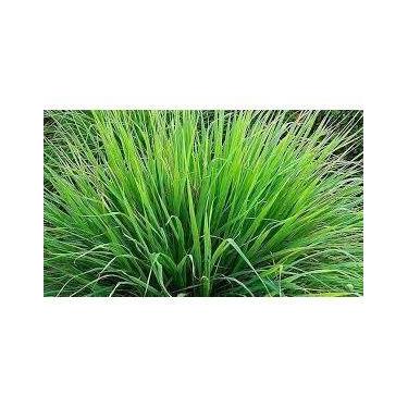 Imagem de Cidreira - PREMIUM - 50 gr. - - NoBrand