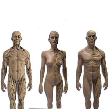 Imagem de Modelo anatômico do sistema musculoesquelético humano, figura anatômica feminina e masculina modelo ósseo muscular anatômico humano - para estudo de desenho de artista médico, estudo de sala de aula