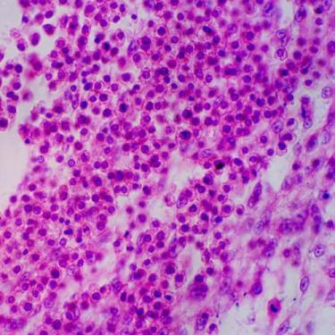 Imagem de Lâminas Preparadas de Embriologia 30pçs/cx - ANATOMIC