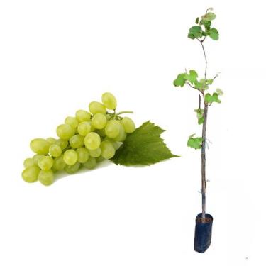 Imagem de Muda de Uva Verde 50 a 80cm AMK - Plantas Online - AMK Jardinagem e Pa