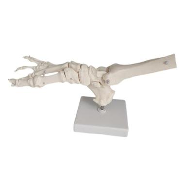 Imagem de simhoa Modelo Anatômico do Osso do Pé em Escala 1:1 - Ferramenta Didática de Anatomia em PVC para Estudantes - Leve e Profissional com Articulação Flexível