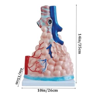 Imagem de Anatomic - Alvéolos Pulmonares Ampliado
