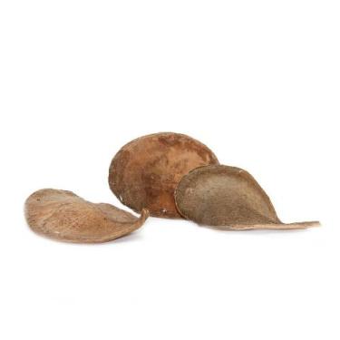 Imagem de Sementes Cascas Diversas para Decoração Flores Seca Variadas - Pense F