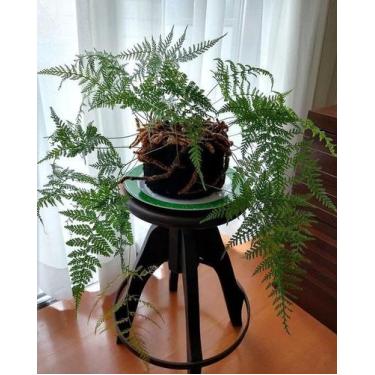 Imagem de Renda Portuguesa - Samambaia Davallia fejeensis - Planta Tropical Deco