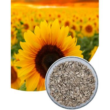 Imagem de 1.000 Sementes De Girassol Para Plantio