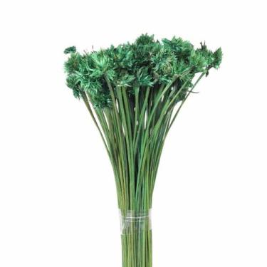 Imagem de Cebolão Verde Desidratado - Pense Flores