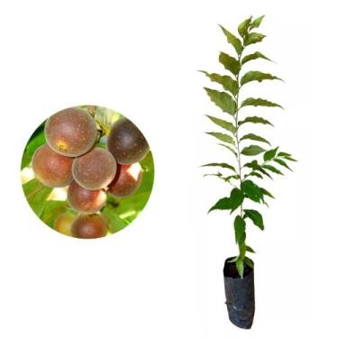 Imagem de Muda De Dovyalis Hebercarpa Ou Groselha Hibrida - AMK - Jardinagem e P