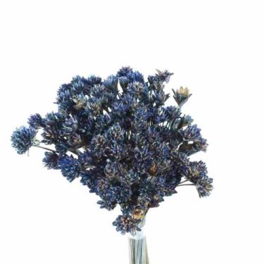 Imagem de Planta Seca Botão Espeta Nariz Desidratado Azul - Pense Flores