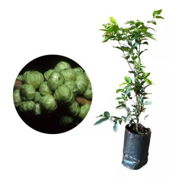Imagem de Muda de Jabuticaba Branca 20 a 40cm AMK - Plantas Online - Genérico