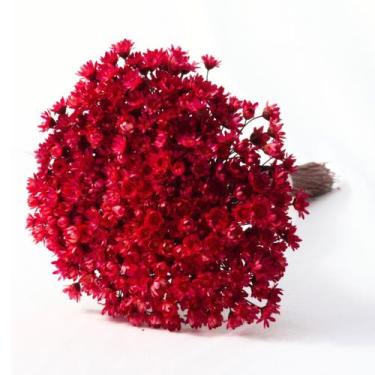 Imagem de 300 Sempre Vivas Cores Selecionadas - Pense Flores, Vermelho