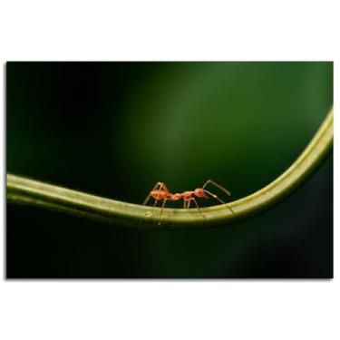 Imagem de 6 Formigas Arte de Parede Natureza Impressão em Tela Insetos Poster para Decorações de Escritório Doméstico Noframed 30.5 cm x 20.3 cm