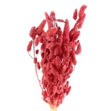 Imagem de Rabo de Coelho Rosa Desidratado - Pense Flores