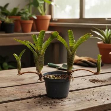 Imagem de Bromélia Neoregelia Ampullacea - Planta Adultas com Mudas - Orquidário