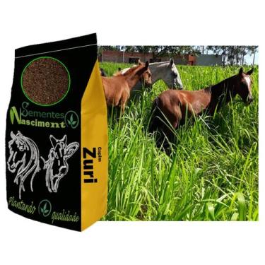 Imagem de 10kg Sementes capim zuri para formar pastagem forte e resistente - Sem