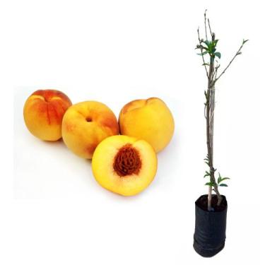 Imagem de Muda de Pêssego Rubimel 50 a 80cm AMK - Plantas Online - AMK Jardinage