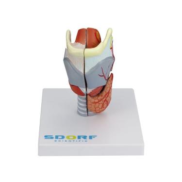 Imagem de Laringe Humana Em Tamanho Real C/ Cartilagem Em 5 Partes