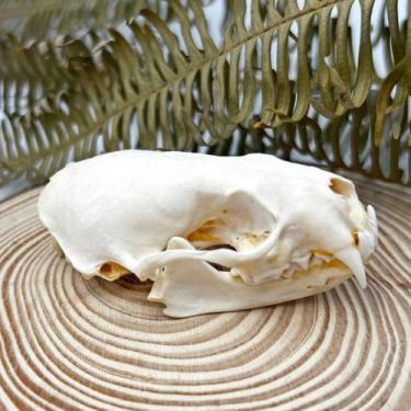 Imagem de Taxidermia: animais reais, decoração de caveira, iBedding, vison, cave