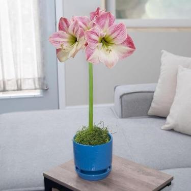 Imagem de Chalily Kit de lâmpada de amarílis pré-vaso: flor de maçã em um lindo vaso de cerâmica azul deslumbrante NÃO é necessário plantar flores e flores internas Muitas opções de cores vermelho, rosa, branco