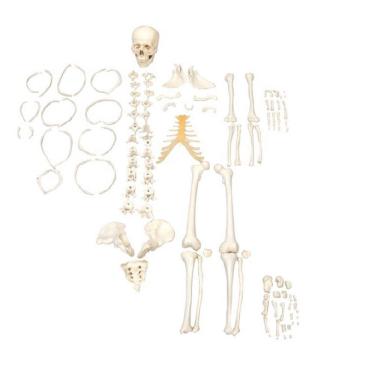 Imagem de Esqueleto Humano Desarticulado Tam. Natural, Anatomia