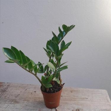 Imagem de Folhagem mini zamioculca no vaso - Orquídeas & Cia