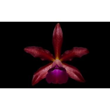 Imagem de Orquidea Cattleya guttata x laelia tenebrosa x chocolate drops