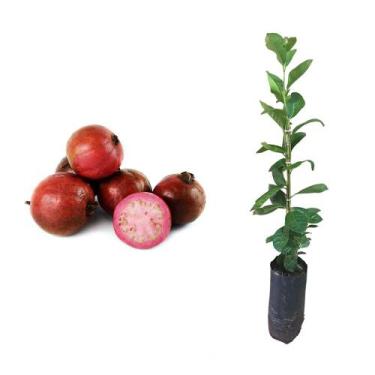 Imagem de Muda de Araçá Roxa 20 a 40cm AMK - Plantas Online - AMK Jardinagem e P