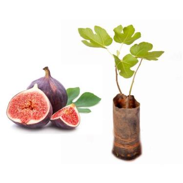 Imagem de Muda de Figo Roxo 20 a 40cm AMK - Plantas Online - AMK Jardinagem e Pa